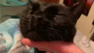 black cat being adorable