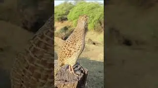 Female teetar ki aawaz | teetar ki video | ankit nsp 3no #birds #teetarkiawaz  #ankitnsp3no