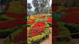 #പൂക്കളുടെ വർണവിസ്മയം#flowers#beauty#shorts #shortsviral #viral#viralshots