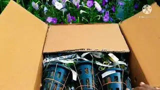 Orchid live plants  Amazon cash on delivery