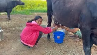 આજે તો મમ્મી ને ગાયો દોવરાવાનું કામ કરાવ્યું 😱😱❤️