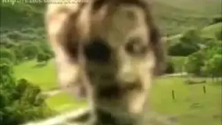 Sigue el punto rojo 1