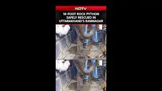 18-Foot, 175-Kg Indian Rock Python Rescued In Uttarakhand Ramnagar