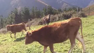 Domiña Abeltzaintza Ekolojikoa