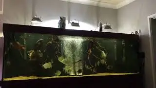 Pearsei cichlids ,Myleus