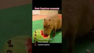 Top 5 Capybara moments #animals #capybara #cute #funny