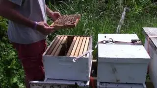 Wax moths starting in my hive. What do I do?