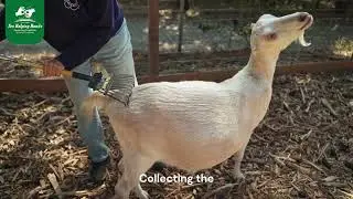 Cashmere Production from Nepal