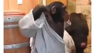 Monkey shower vibes