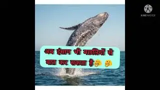 ab insan bhi fish bat kr skte hai