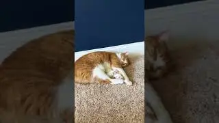 Cute cat sleeping peacefully