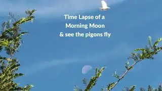 Early morning moon Time-lapse with an Eagle somewhere #timelapse #morningmotivation #moon