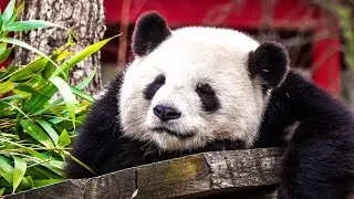 HAPMI KAPETA NE X Pandaskins - CS:GO2