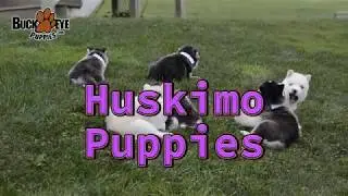 Huskimo Puppies