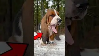This Dog&rsquo;s Ears Are UNBELIEVABLY Long! 👀😱🐾