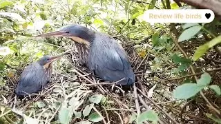 Do not think that Black bittern bird has up to five eggs EP65 - @Review life birds