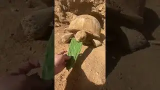 She went back in the burrow so fast 😅🐢