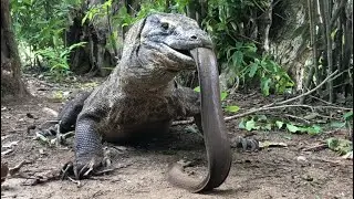 female Komodo swallows electric eel of the same size