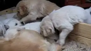 Golden Retriever Welpen in der 5 Woche