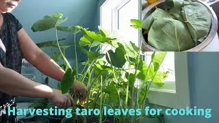 Harvesting taro leaves for cooking (indoor  plants)