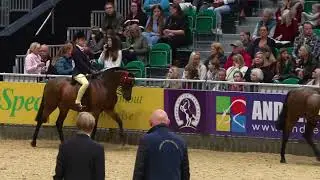 3  Barkway Fascination   British Show Pony Society 128cm Children's Riding Pony of the Year