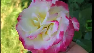 MOST FRAGRANT ROSE ABSOLUTELY STUNNING #shorts