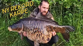 KÆMPE KARPER !!! JAGTEN PÅ MIN FØRSTE 10 KG+ !! //NATURNØRD 677