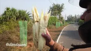 GANJAM KEWRA FLOWER