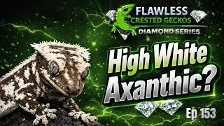 High White Axanthic Potential | Diamond Series Ep. 153