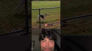 Dog jumping over the fence
