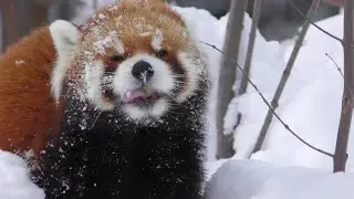 【レッサーパンダ】小百合　エイタ　セイタ　ココ　円山動物園