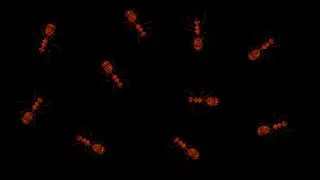 Red Ants - Crawling Over Screen