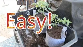 How To Root Tomato Suckers The Easy Way