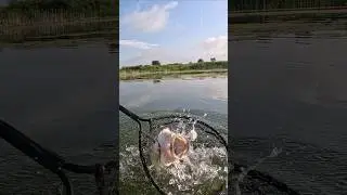 Illinois Swamp Bass - 6/17/25