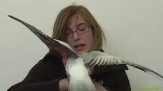 ROSALBIN : LE JOUEUR PROFESSIONNEL