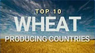 Top Ten Wheat Producing Countries