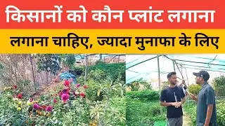 Sabuja nursery Jamui Bihar इस नर्सरी में मिलेगा सबसे कम समय में ज्यादा मुनाफा देने वाला पौधा #plants