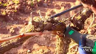 Poda tras la helada en el vi&ntilde;edo de Mart&iacute;nez Alesanco