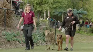 Cheetah & Puppy Playtime - Ruuxa, Raina & Rae Romp Around