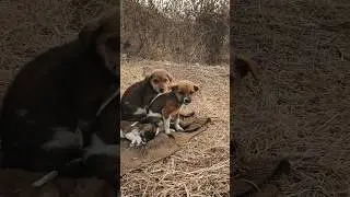 These puppies need us #animals