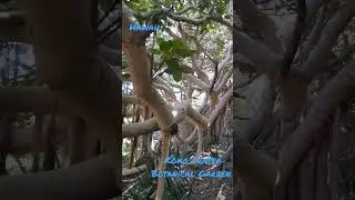 Massive Interesting Tree