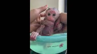 #poorlittlebabymonkey #babymonkey #savingbabymonkey #helpbabymonkey #sadbabymonkey #videosort