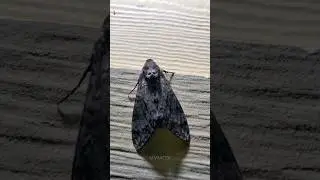 Moth&rsquo;s can&rsquo;t be scary ☠️