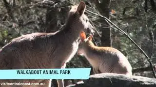 Things to do near Sydney - Central Coast