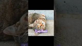 @Milotis_nightstar I had to do this with my kitties lollll😂 #catsofyoutube #catshorts #kittens