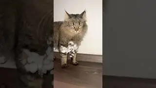 My cat vlog #cat #веселыекоты #funny #красиваякошка #кот #прикольныекоты #kitten #cute