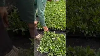 Flower Seedlings With Healthy Strong Roots #gardening  #agriculture #farming