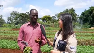 How Chinese vegetables enrich diets, livelihoods in Kenyan capital
