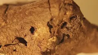 Fossil is 