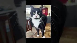 pet portrait timelapse #28-36